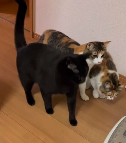 ホームベーカリーの音に「ビクッビクッ」　連動して“ビートを刻む”3匹の猫に爆笑！怖いけど気になっちゃう