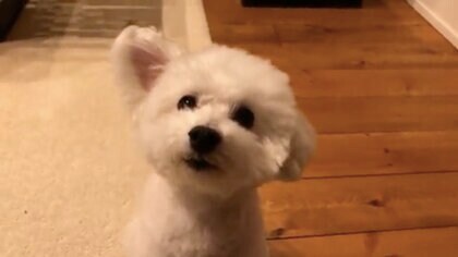 「ネンネしますよ〜」に耳で返事!? 右耳を器用にパタパタ動かす犬がかわいい