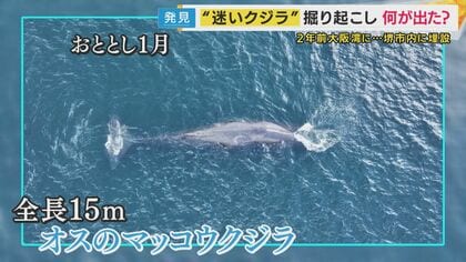 大阪湾“迷いクジラ”を約2年ぶりに掘り起こし 今後は骨格標本に