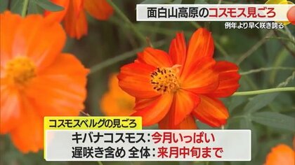 高原に“秋の訪れ”コスモスが敷地いっぱいに咲き誇る 暑さで管理に苦労