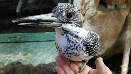 珍しい 手乗り ヤマセミ 野鳥がどうやって懐いたか聞いた