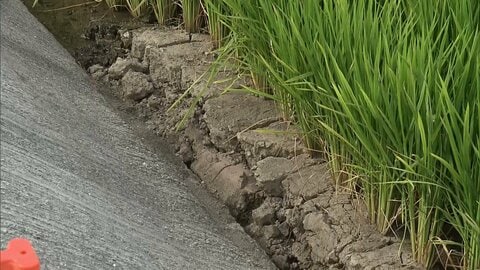 田んぼに亀裂　特産のナシやトマトなども大きな被害　農林水産業で被害試算845億円　死者は38人に　熊本地震