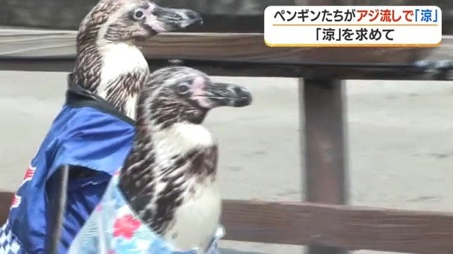 トコトコと歩く フンボルトペンギン