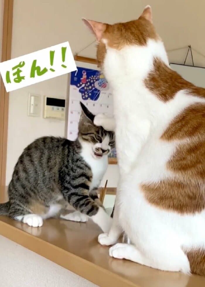 「もう終わり」と言っているかのよう