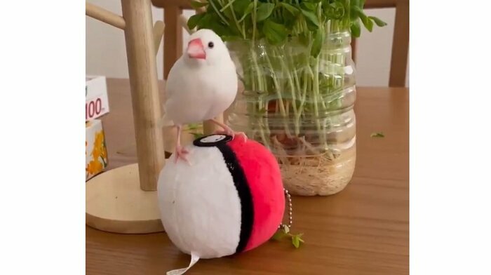 玉乗りも得意