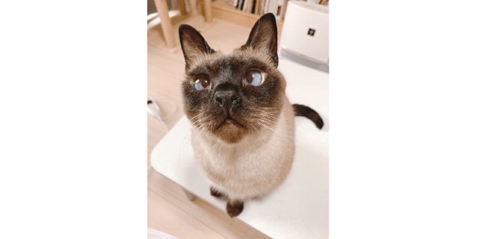 (隠れ下手な猫・あずきさん 提供:のべ子さん)