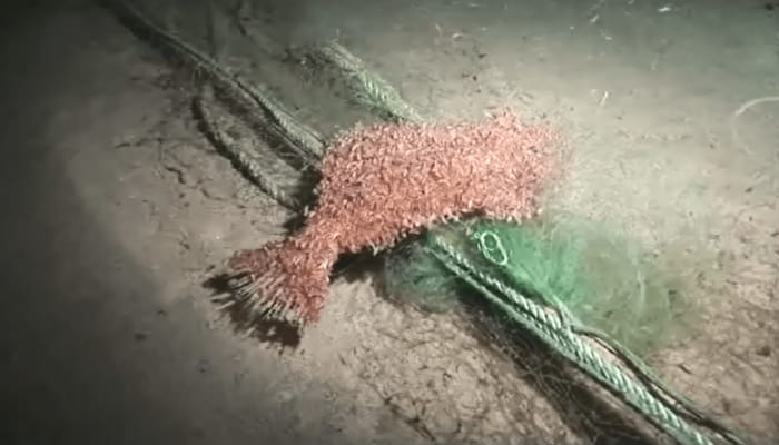 魚に群がる大量のヨコエビ