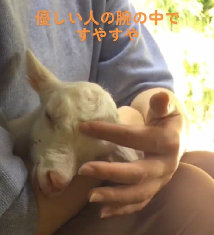 眉間をなでなでされている(提供:むつざわヤギ牧場)