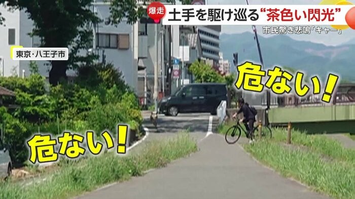 道路を走っていくシカの後ろ姿(視聴者提供)