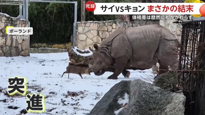 サイに突進したキョン（ZOO Wrocław）