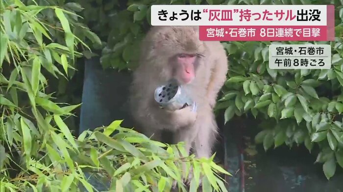 お気に入りなのだろうか、灰皿のような缶を大事そうに抱えて移動するサル(宮城・石巻市 28日午前8時ごろ)