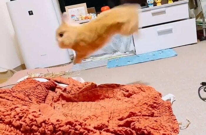 跳ねまわるむぎくん