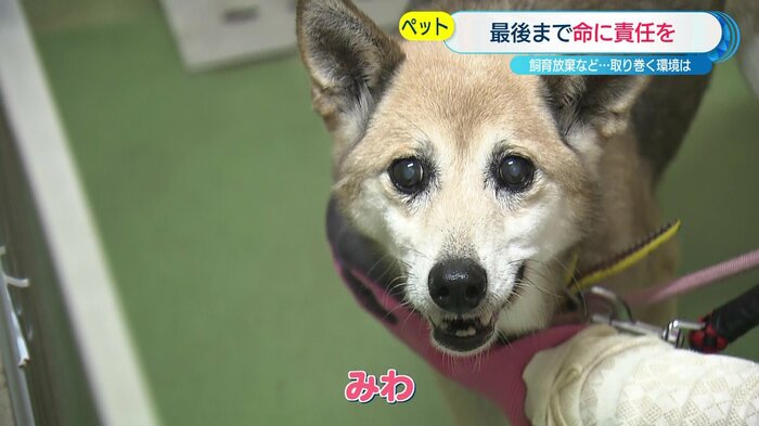 みわ 人間でいうと80歳前後