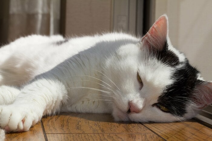 年を取ると出さなくなる猫もいる(画像はイメージ)