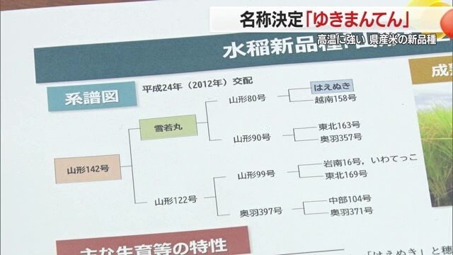 「ゆきまんてん」は「雪若丸」を“親”に持ち、「はえぬき」の“ひ孫”にあたる