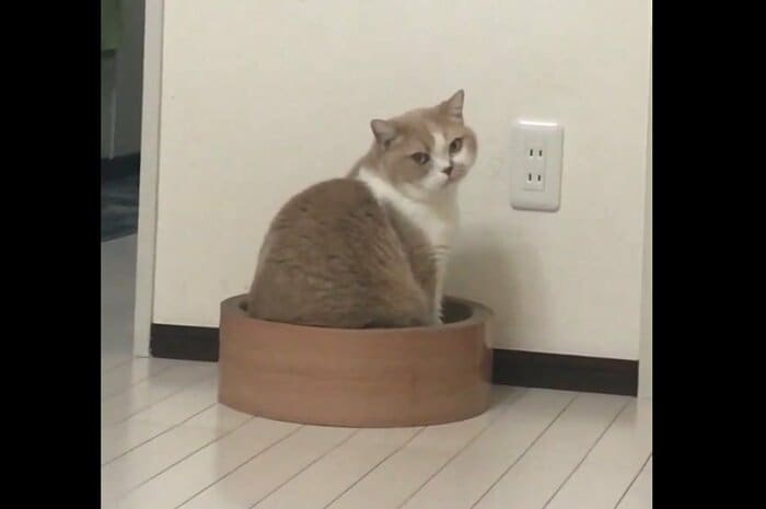 こてつくん