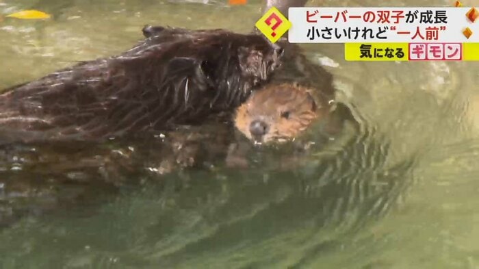 お母さんにくわえられる、アメリカビーバーの赤ちゃん