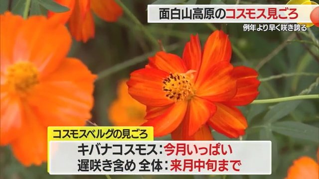 よく見てみると…オレンジと赤のグラデーションになっているコスモスも!