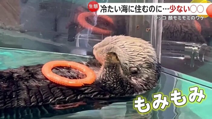 一心不乱に顔をもモミモミする様子(映像提供:マリンワールド海の中道)