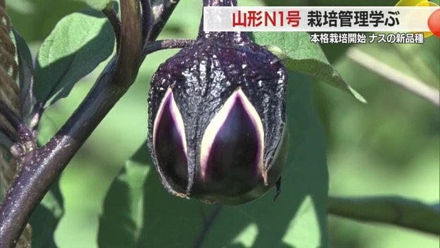 直径約3センチのころんと丸みをおびたナス