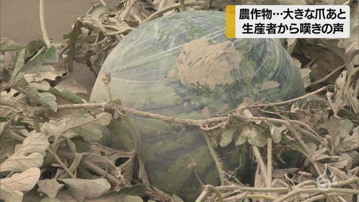 山形・「50年で全滅は初めて」農作物大打撃!生産者から嘆きの声