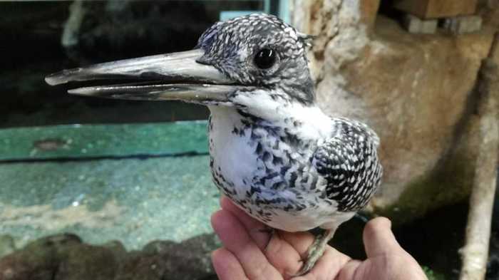 珍しい“手乗り”ヤマセミ!? 野鳥がどうやって懐いたか聞いた