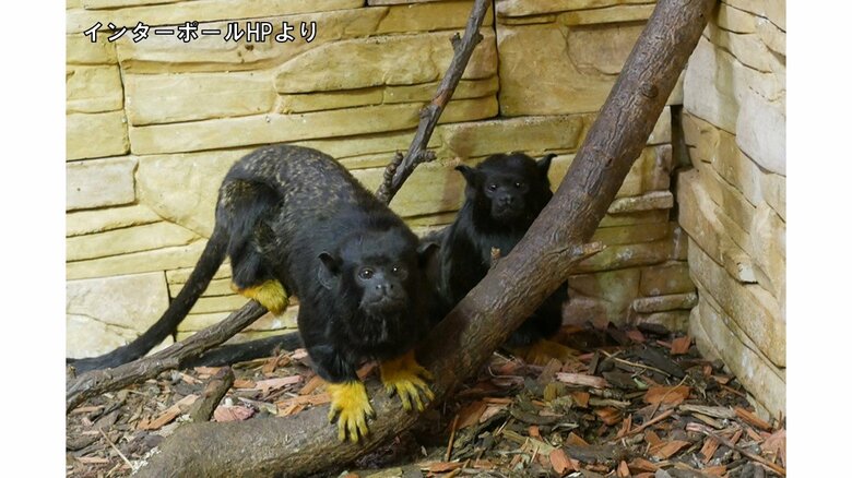 野生生物の違法取引、約500人を一斉検挙　133カ国が協力…ICPOは国際組織犯罪グループとのつながりを警戒｜FNNプライムオンライン