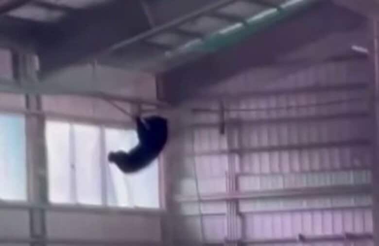 天敵“オオカミ”の尿を設置する施設も…クマが高校野球部の室内練習場に侵入 各地で被害相次ぐ “緊急銃猟”で市街地で駆除も|FNNプライムオンライン