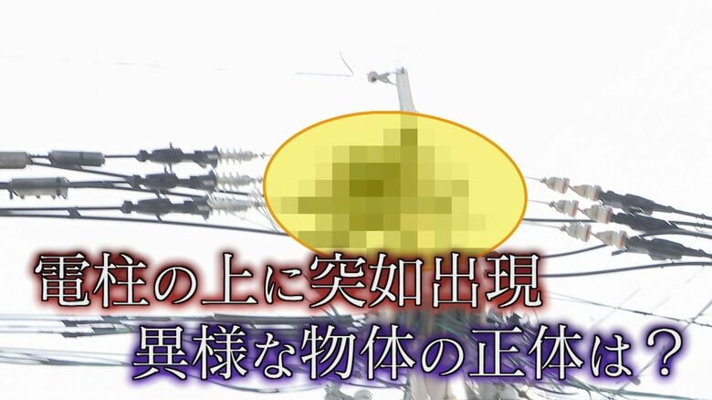 誰の仕業？住宅街に“謎の物体”  電柱に”異様”なハンガーのかたまり  その正体は…  撤去を試みるも… 【福岡発】｜FNNプライムオンライン