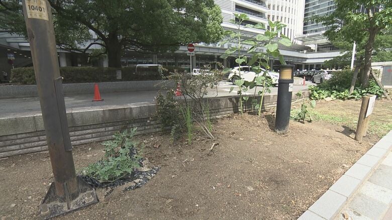 なぜ？名古屋駅前に突如現れた「野菜畑」が消えた　市の担当者「植えた本人と会えまして」スイカは収穫まで待つ｜FNNプライムオンライン