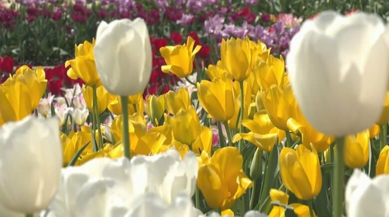 となみチューリップフェア「満開宣言」！　来場者5万人超え、1200人が楽しんだミニ列車イベントは26日も開催｜FNNプライムオンライン