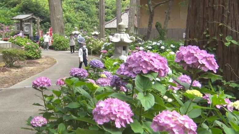 “アジサイ寺”で約7000株のアジサイが見頃迎える！花の島・佐渡 美しい景色のウラに住民の努力「色々な花楽しんで」新潟｜FNNプライムオンライン