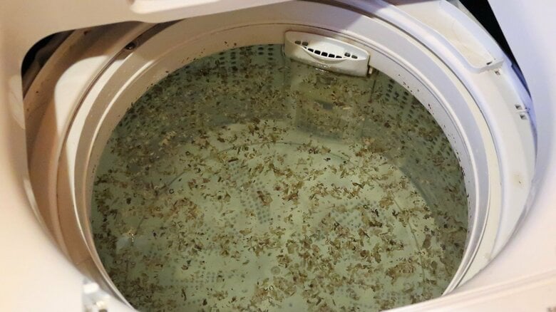 「洗濯槽の洗濯」もサボらないで!2カ月放置で黒カビがびっしり…洗濯研究家が正しいケア方法を伝授|FNNプライムオンライン