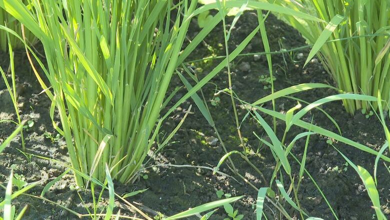 「雨が降らず、水がない」水田で水不足　農家から生育への影響を心配する声「これから穂が出てくる時期で水分が必要」　米どころ飯山市の7月の降水量は平年の40％　市が散水車で給水、臨時給水所3か所設置　長野｜FNNプライムオンライン