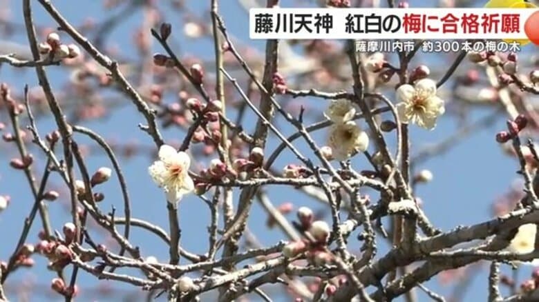 紅白の梅に合格祈願　薩摩川内市の藤川天神　学問の神様と梅の名所｜FNNプライムオンライン