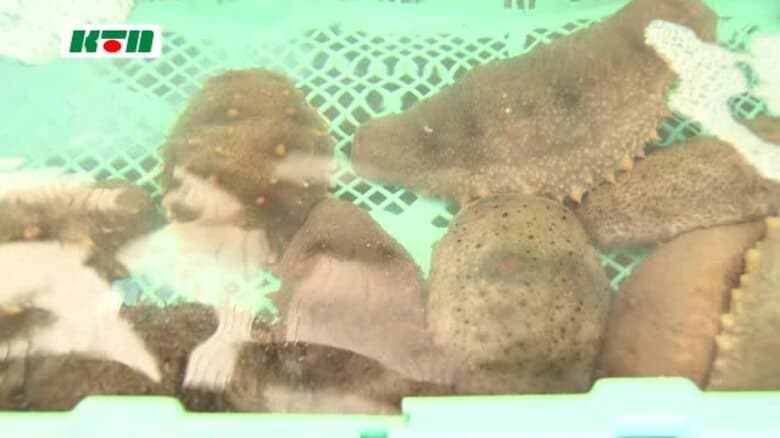 正月料理に欠かせない「ナマコ」ピンチ！記録的不漁で水揚げ量は例年の10分の1　29日から制限販売｜FNNプライムオンライン