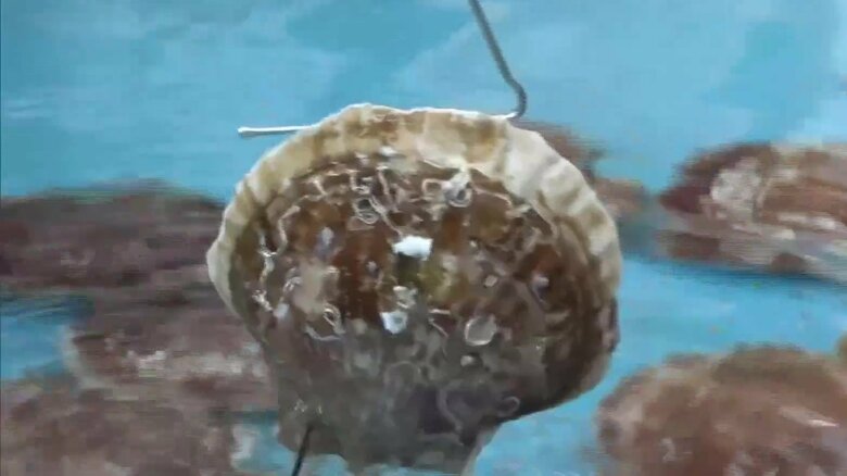 “ホタテの街”北海道豊浦町にホタテの釣り堀オープン！1000円で3分間“釣り放題”！最高記録「15枚」を超えられるか―釣ってその場で食べることもでき盛り上がり｜FNNプライムオンライン