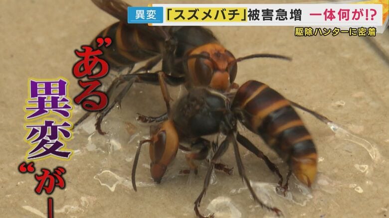 “感電したように痛い”スズメバチ被害が前倒しで多発　例年秋に増加も“暑すぎる夏・早い梅雨明け”が原因｜FNNプライムオンライン