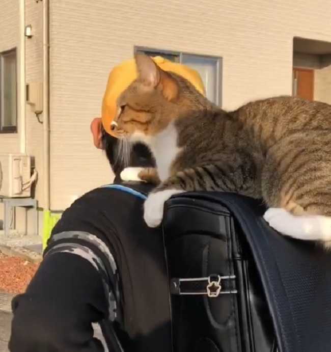 通学中のミーちゃん。この姿勢をまったく崩さない。