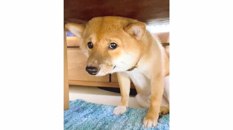 テーブル下から全然出てこなかった