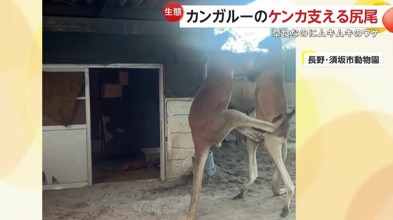 再びキックするエイト