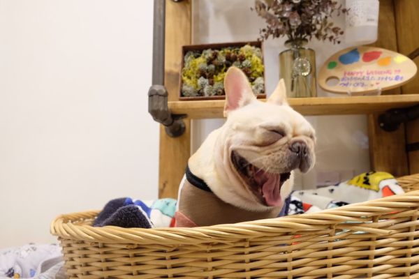 提供：むぎさん