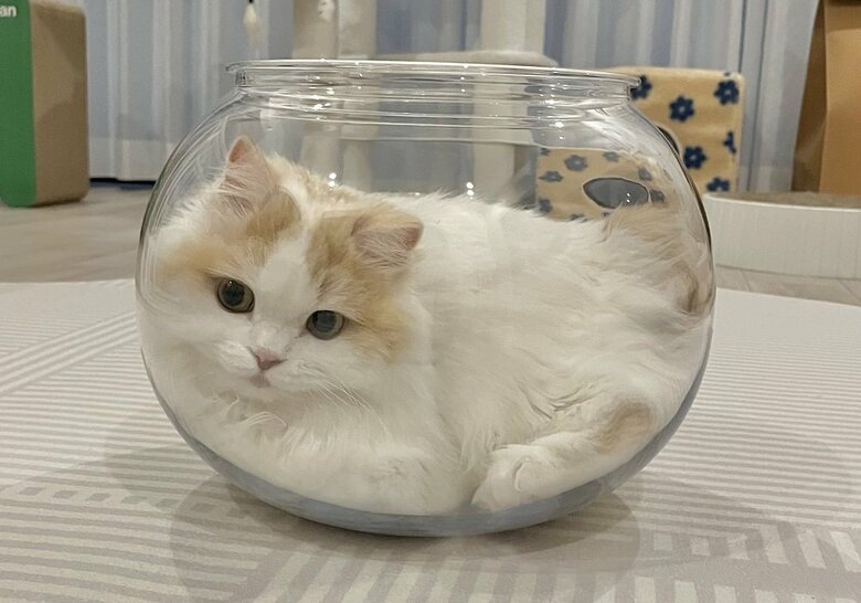 全身をすっぽり