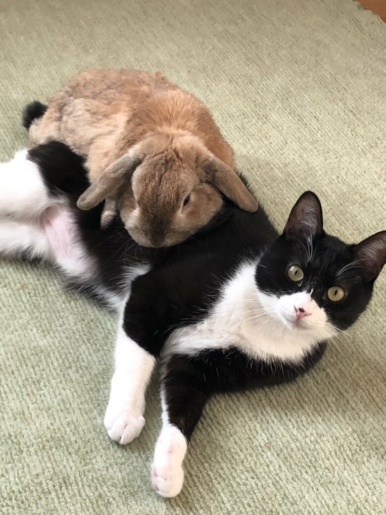 猫をすきすぎるうさぎ（提供：ジェリクルさん）