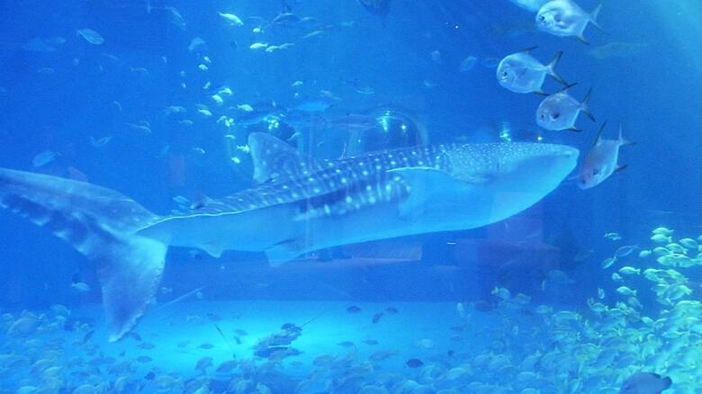 のとじま水族館のジンベエザメ