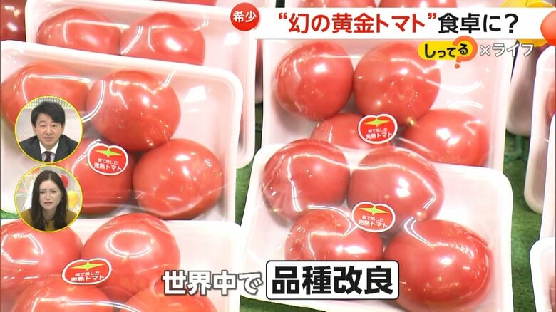 さまざまな改良が行われ、1万種を超える種類があるというトマト