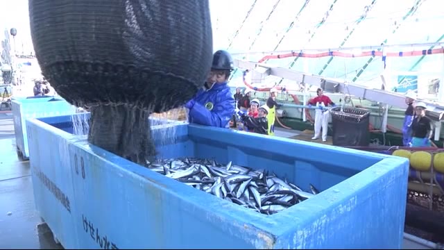 大船渡でサンマが豊漁 市場に活気<岩手県>
