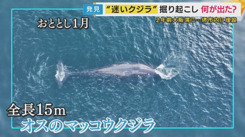 全長15メートルのオスのマッコウクジラ