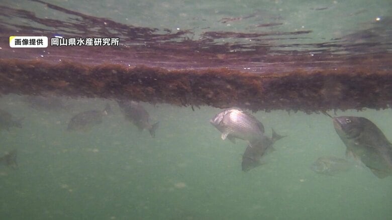 クロダイがノリを食べている写真