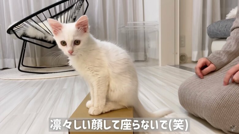 公式YouTubeチャンネル「めるにゃんちゅーぶ《mel nyan tube》」より